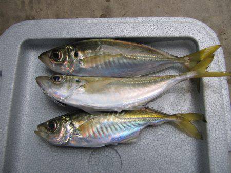 釣り初め　アジング